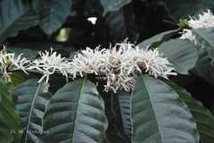 Coffea arabica
